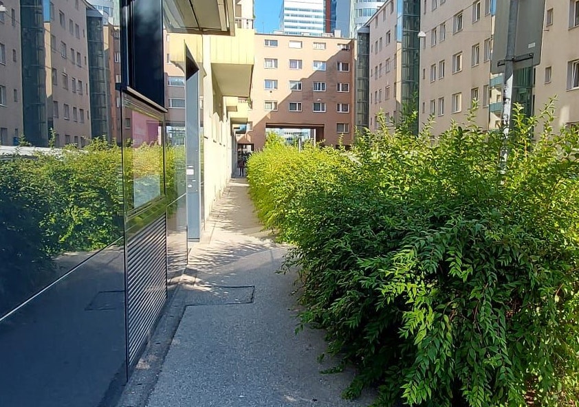 Hier kommt nur noch eine Person vorbei. Ein Gehsteig in der Linzer City ist zu einer Grünfläche mutiert.