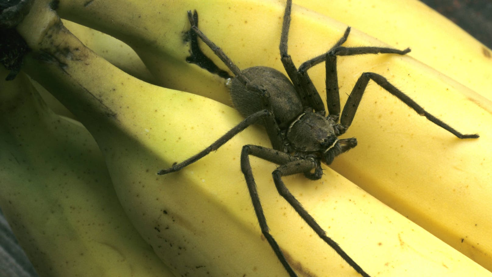 Die Spinne biss zu, als die Mitarbeiterin Bananen ausräumte. Symbolbild.