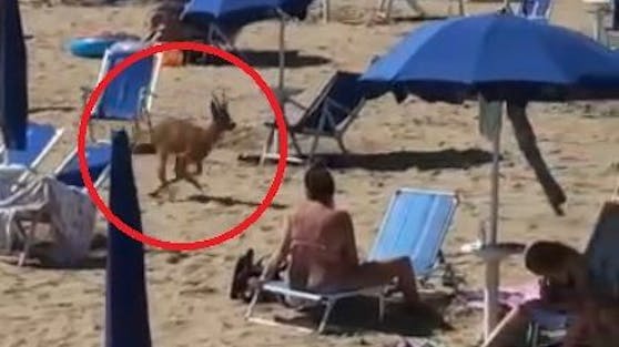 In Bibione rannte ein Reh über den Strand.