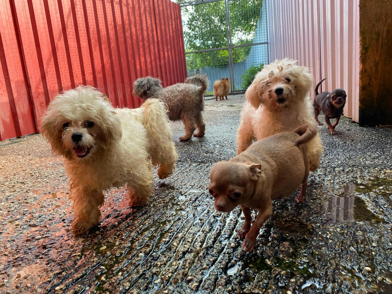 Die Pfotenhilfe aus Lochen wurde gebeten bei dem Einsatz anwesend zu sein. 