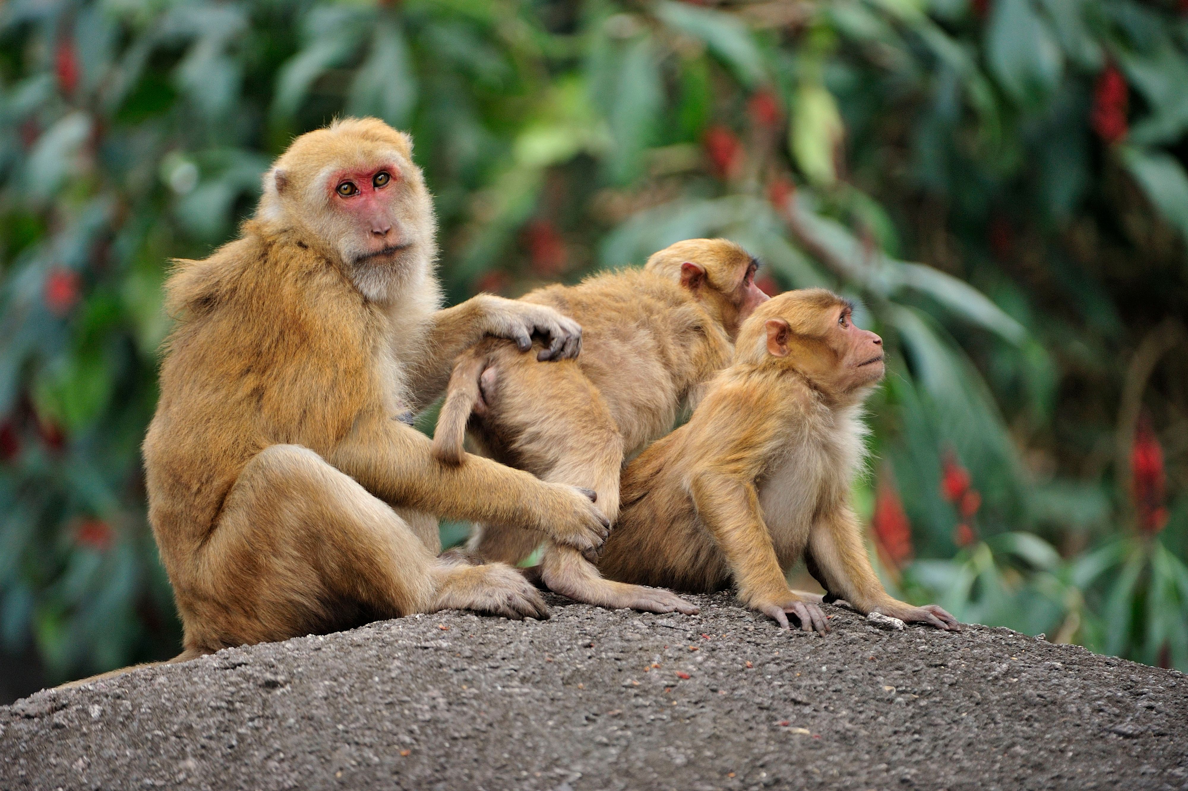 Download von www.picturedesk.com am 03.08.2021 (11:54).  Assam Macaque / Assamese Macaque - Assam, India. Date: - 20150304_PD12360 - Rechteinfo: Rights Managed (RM)