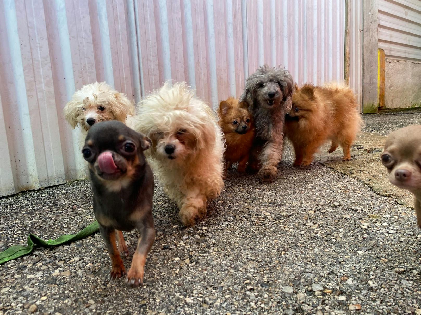 Um nicht aufzufallen, durften die Hunde nicht einmal in den Garten. 