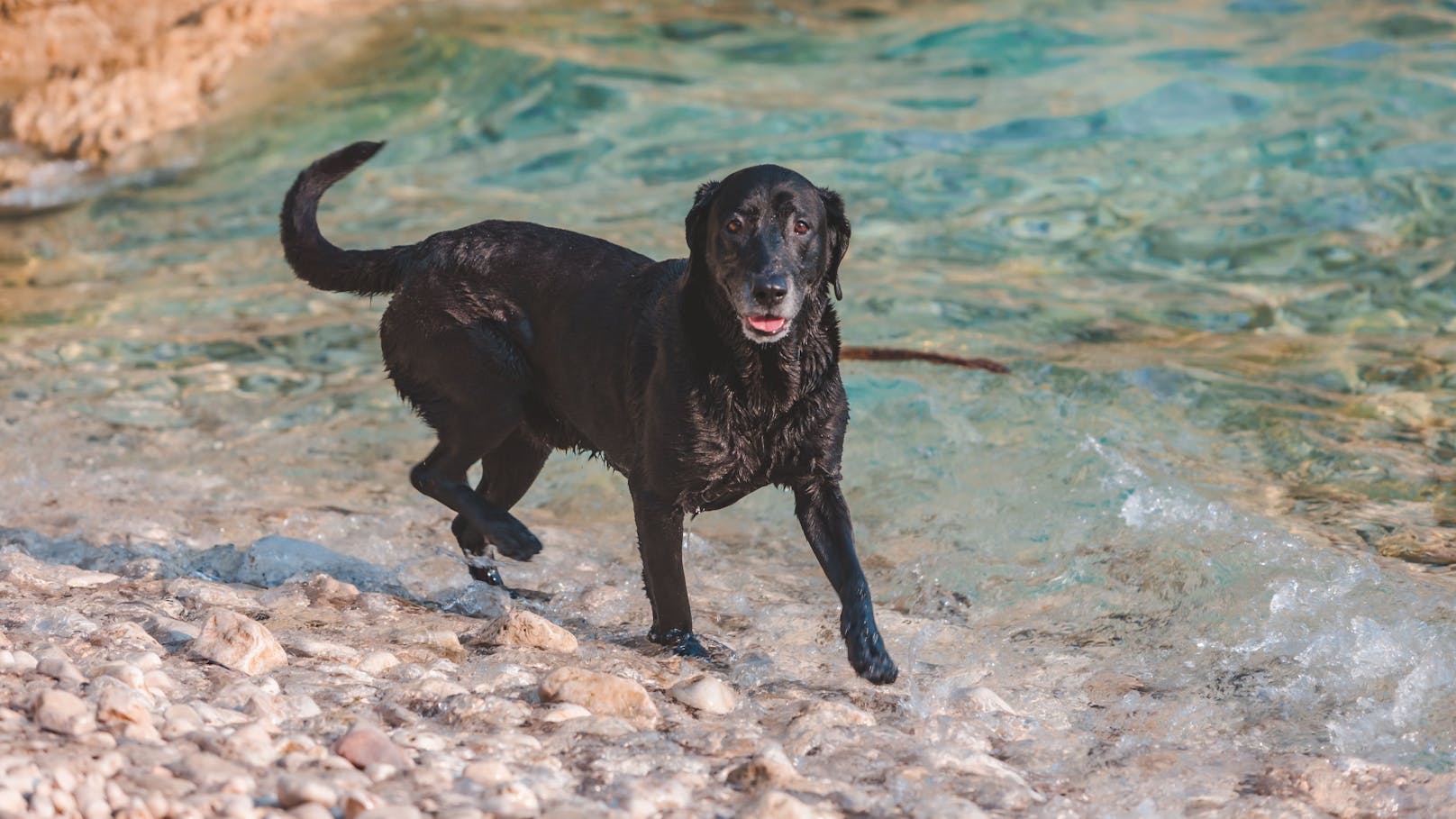 Ein Labrador an einem kroatischen Strand. Symbolbild