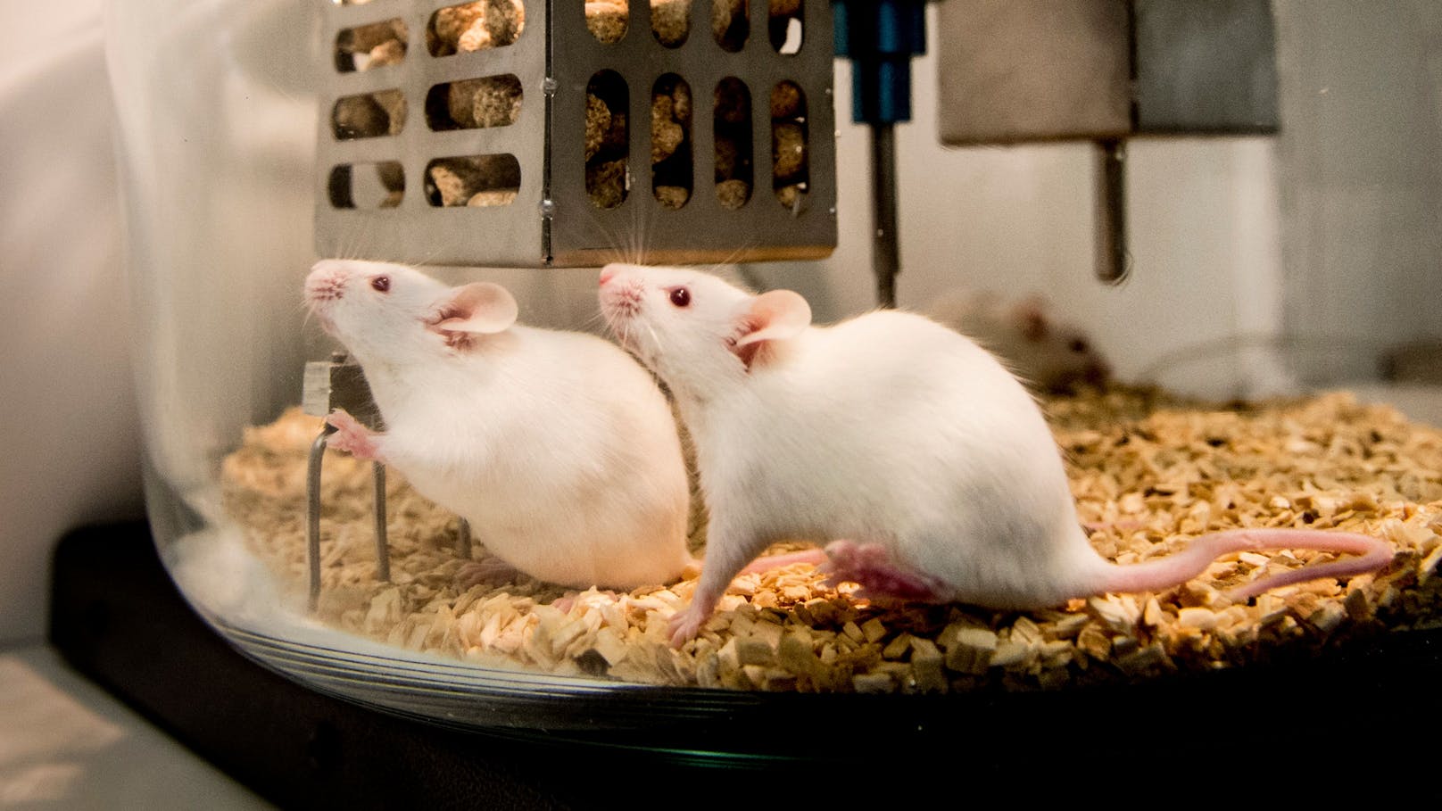 Mäuse im Tierversuchslabor