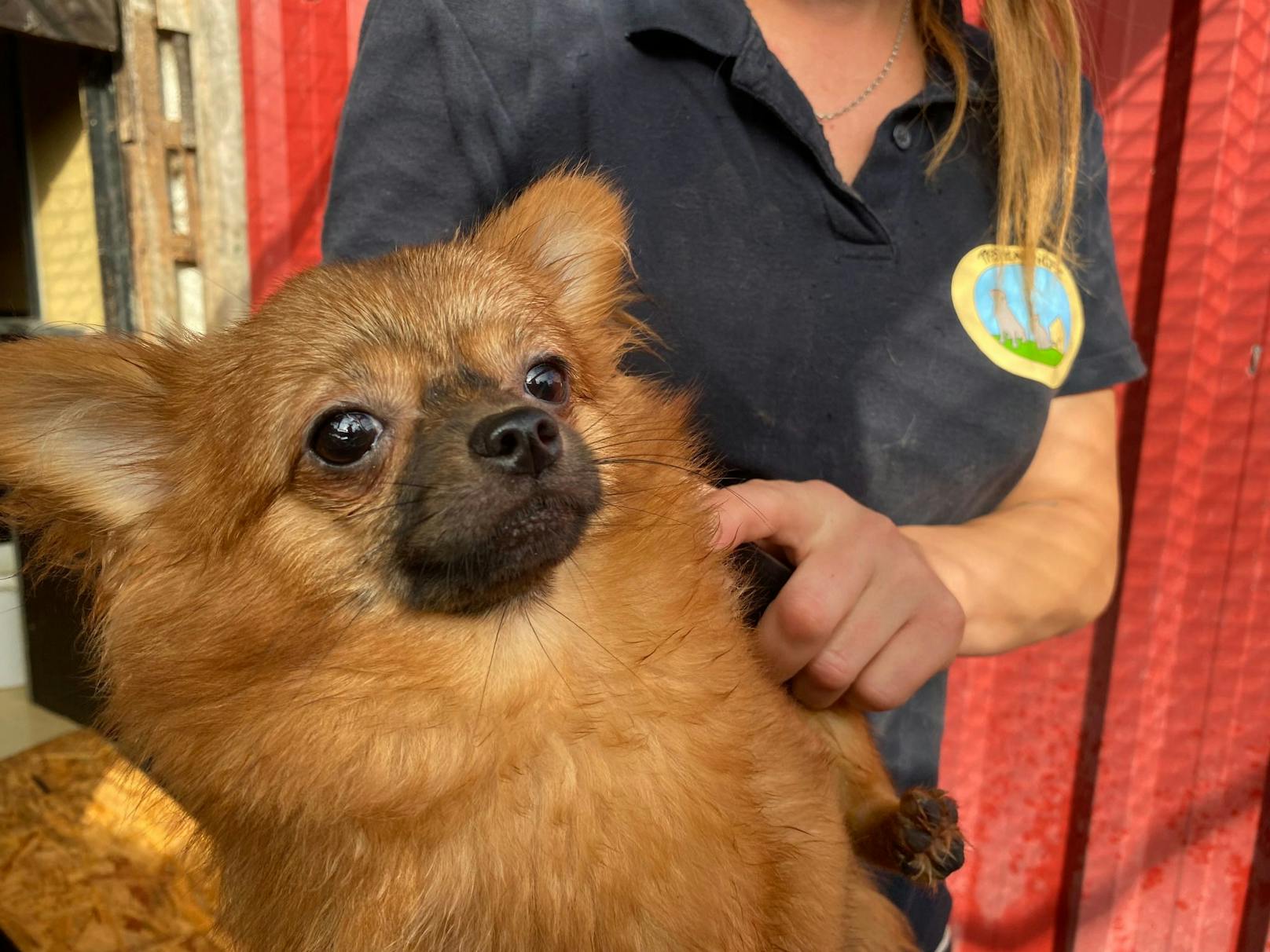 Diese Hunde-Importeure haben trotz Tierhalteverbot einfach weitergemacht. 