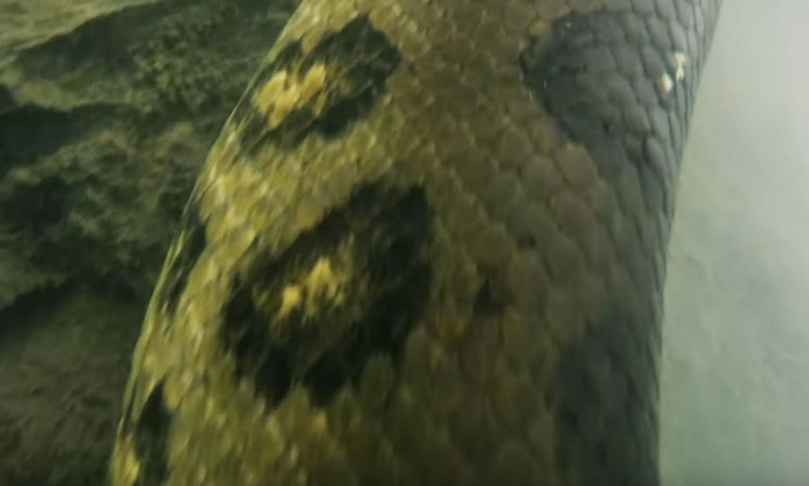 Die Schlange jagt und bewegt sich hauptsächlich im Wasser und kann ziemlich lange Tauchgänge unternehmen. 
