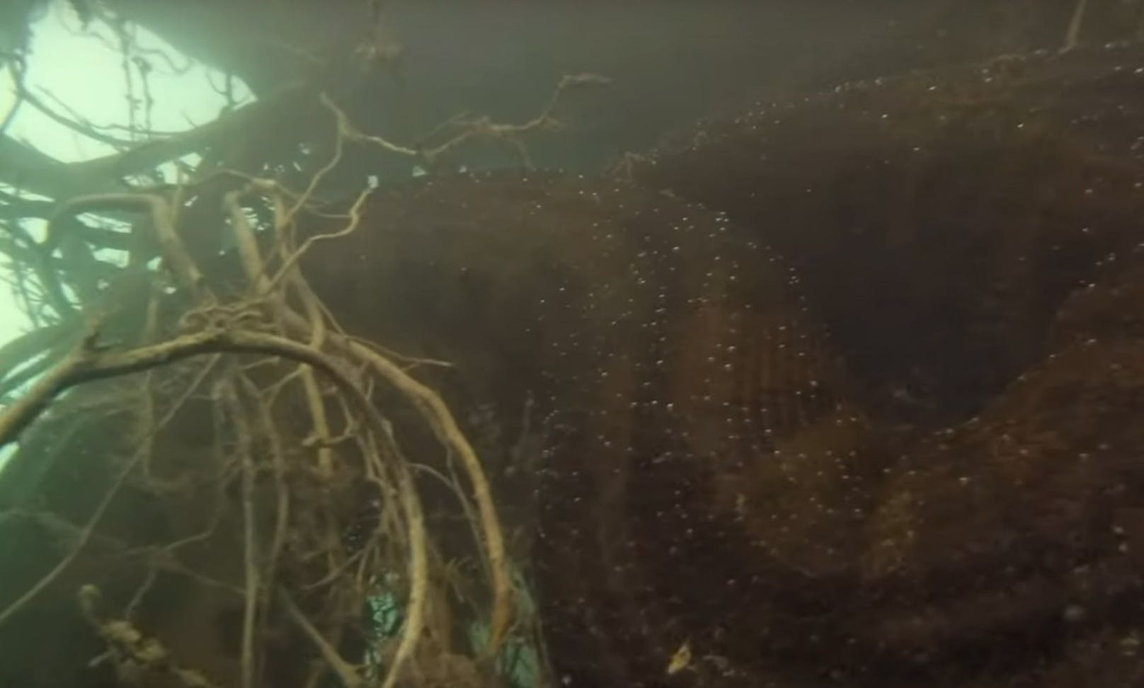 Der Unterwasser-Videograph Bartomoleo Bove ist bekannt dafür, gefährlichen Tieren direkt ins Nasenloch zu filmen. <br>