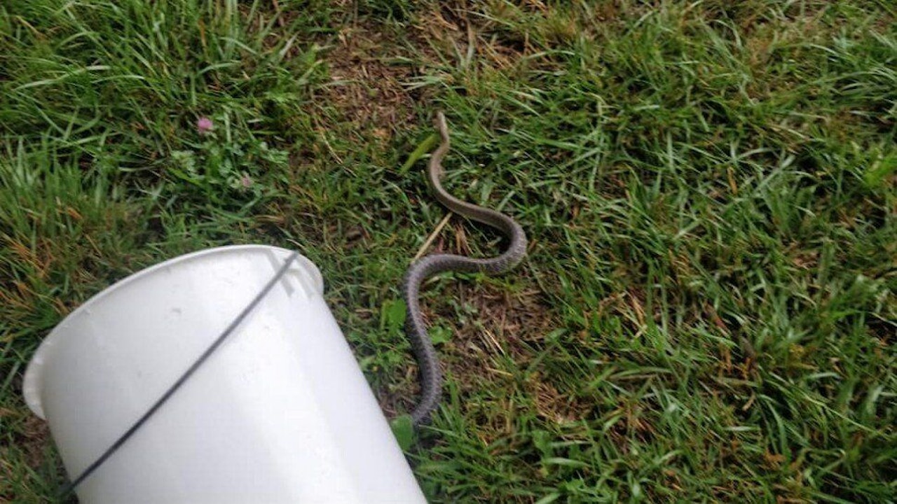 Heute.at - Schock! Nächste Schlange versteckte sich im Badezimmer