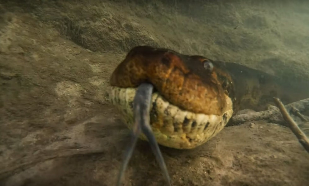 Der Videograph Bartolomeo Bove macht spektakuläre Aufnahmen von Reptilien. 