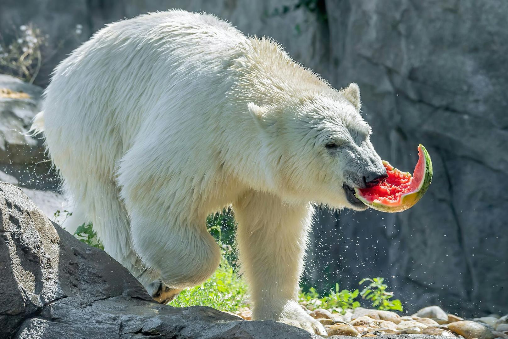 Hmm.... leckeres Obst ist für die Eisbären eine besondere Freude. 