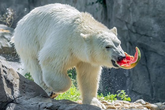 Hmm.... leckeres Obst ist für die Eisbären eine besondere Freude.
