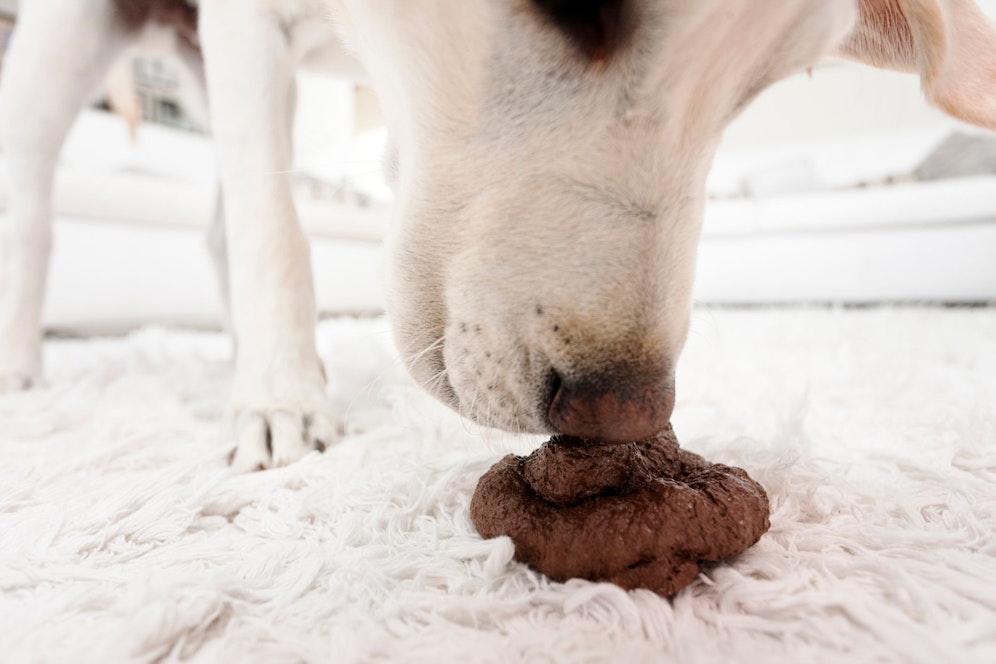 Was tun wenn der busselnde Vierbeiner gerne Häufchen frisst? 