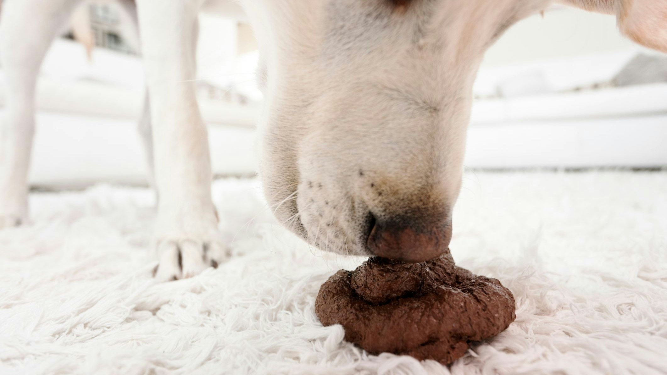 Was tun wenn der busselnde Vierbeiner gerne Häufchen frisst? 