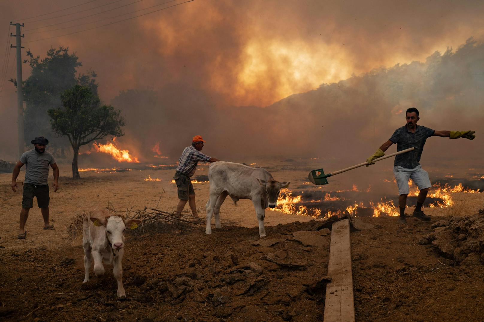 Männer treiben Vieh in der Nähe von Mugla zusammen, um es vor den Bränden zu schützen.&nbsp;