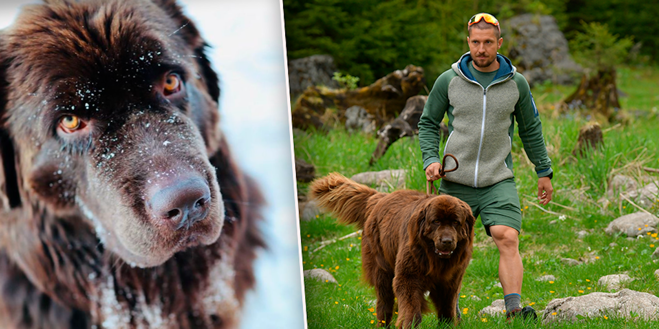 Hirscher-Trennung: Was passiert mit Familienhund Pumba? - Wintersport