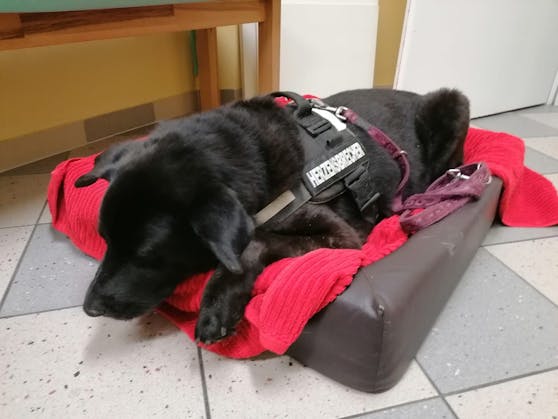 Der tapfere "Zorro" braucht dringend Blut von einem anderen Hund.