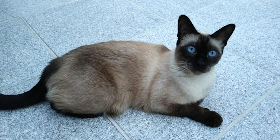 Die siebenjährige Siamkatze Gina verschwand spurlos aus dem 2. Wiener Gemeindebezirk.