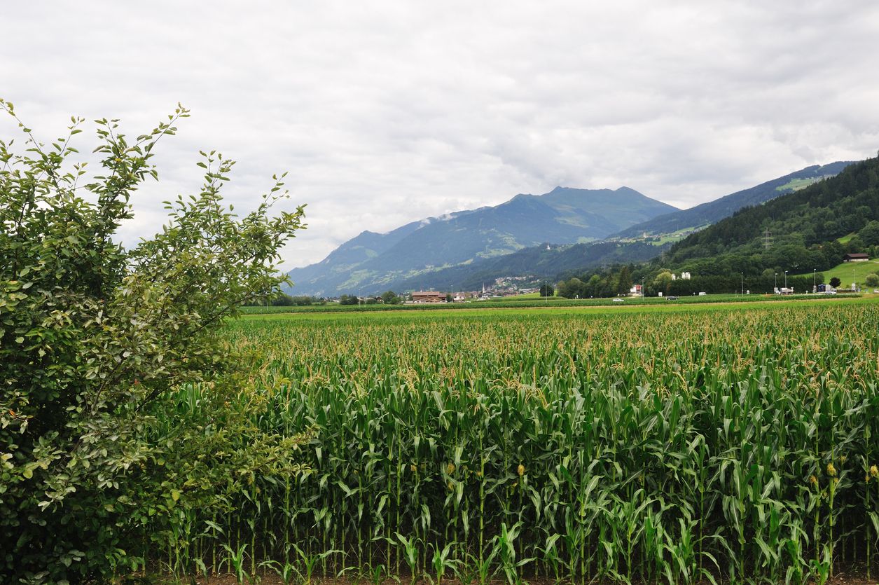Die 64-jährige Mutter versuchte, über ein Maisfeld zu flüchten (Symbolbild)