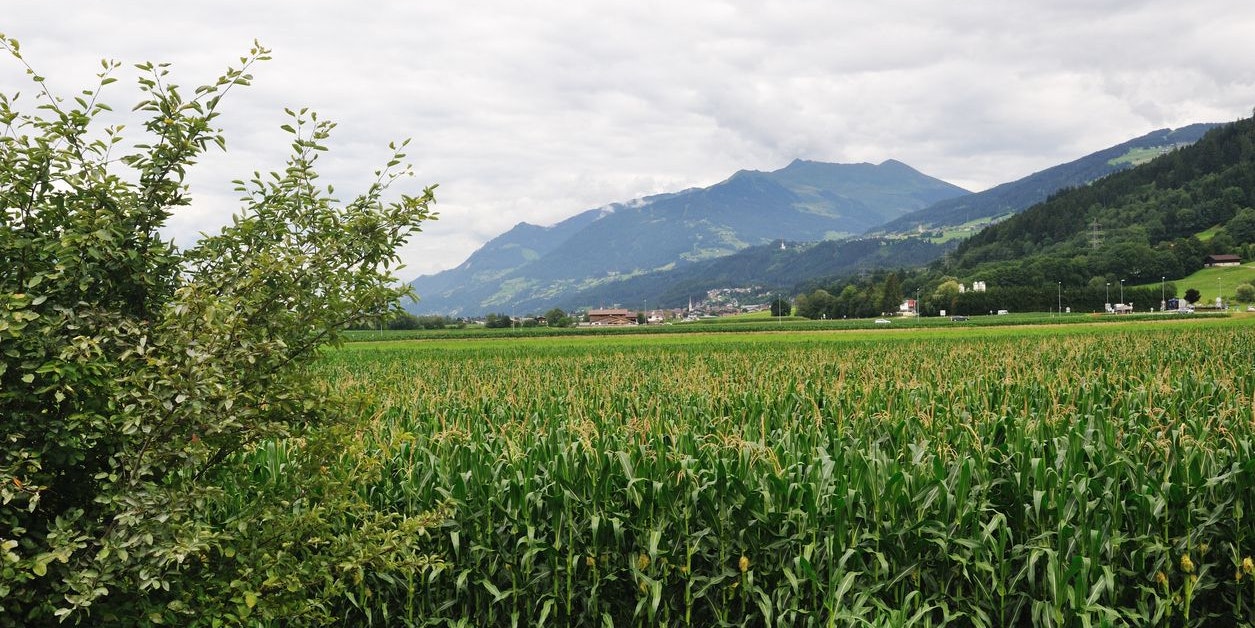 Die 64-jährige Mutter versuchte, über ein Maisfeld zu flüchten (Symbolbild)
