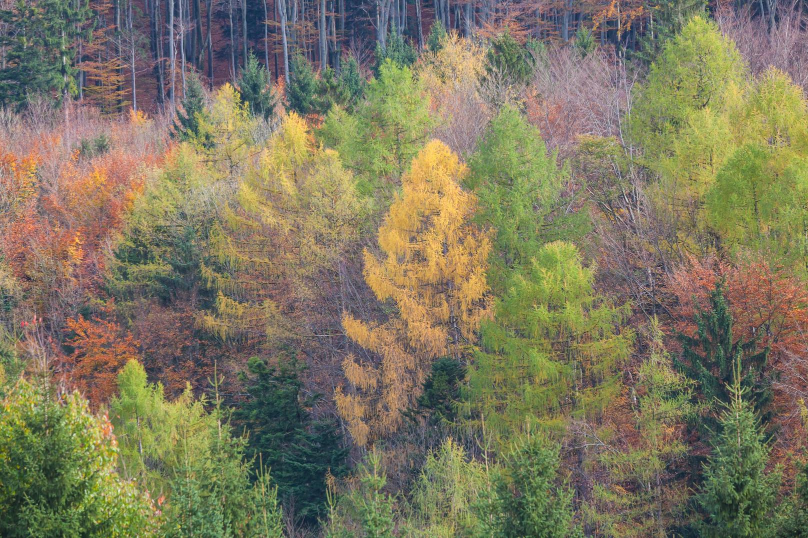 Die Klimaschutzfunktion des Waldes solle auch im Gesetz verankert sein, so der WWF.