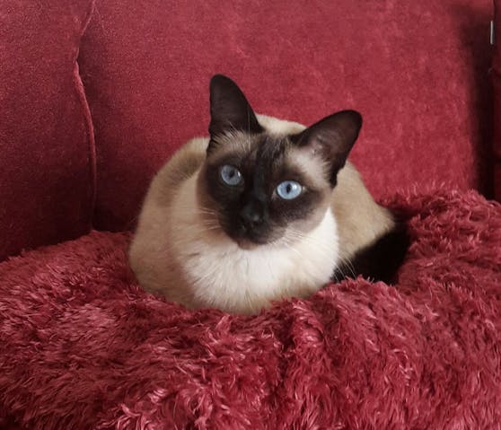"Gina" ist eine siebenjährige Colour-point Siamkatze.