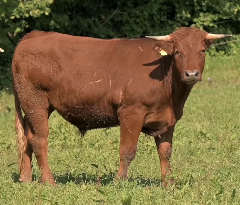 Ochse Ferdinand soll geschlachtet werden.