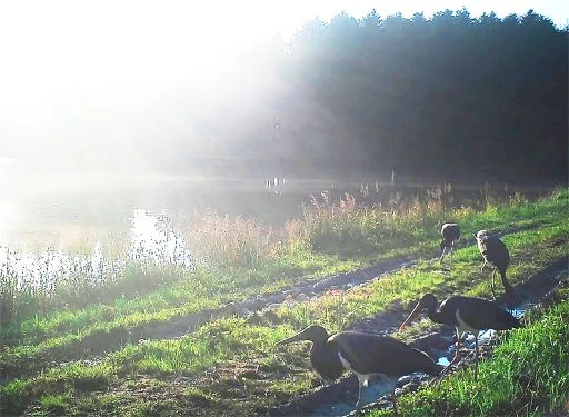 BILD zu OTS - Schwarzstorchprchen am Teich in Grafenschlag mit erfolgreicher Brut 2020