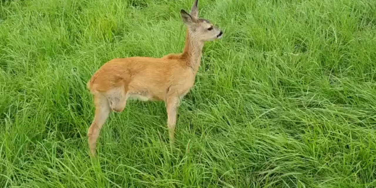 Wohin Geht Ein Reh Mit Haarausfall Oberösterreich – Von Mäher überfahren: So geht es dem dreibeinigen Reh