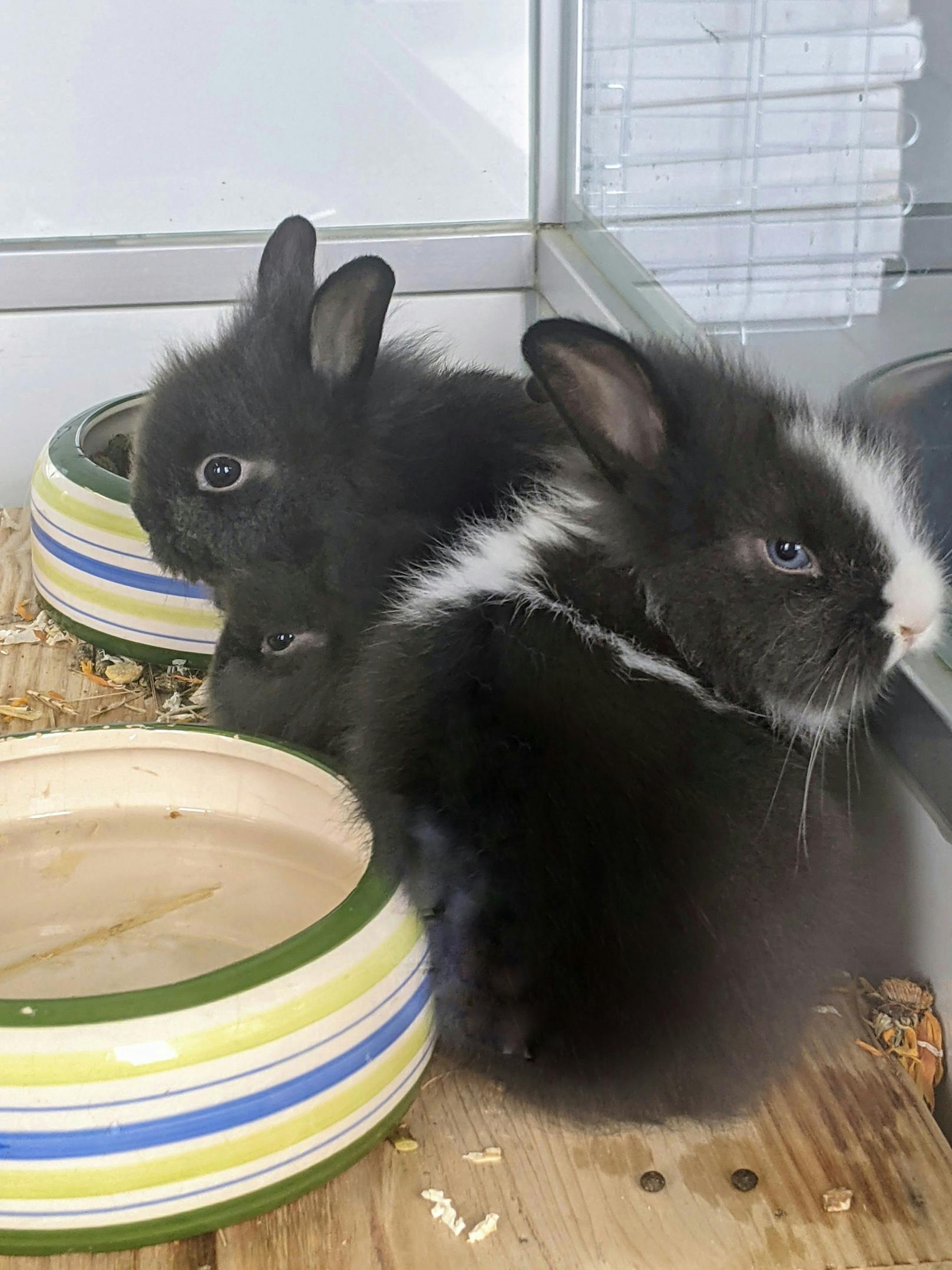 Insgesamt acht Kaninchen wurden an einem Grillplatz im 14. Bezirk in Wien ausgesetzt. <br>