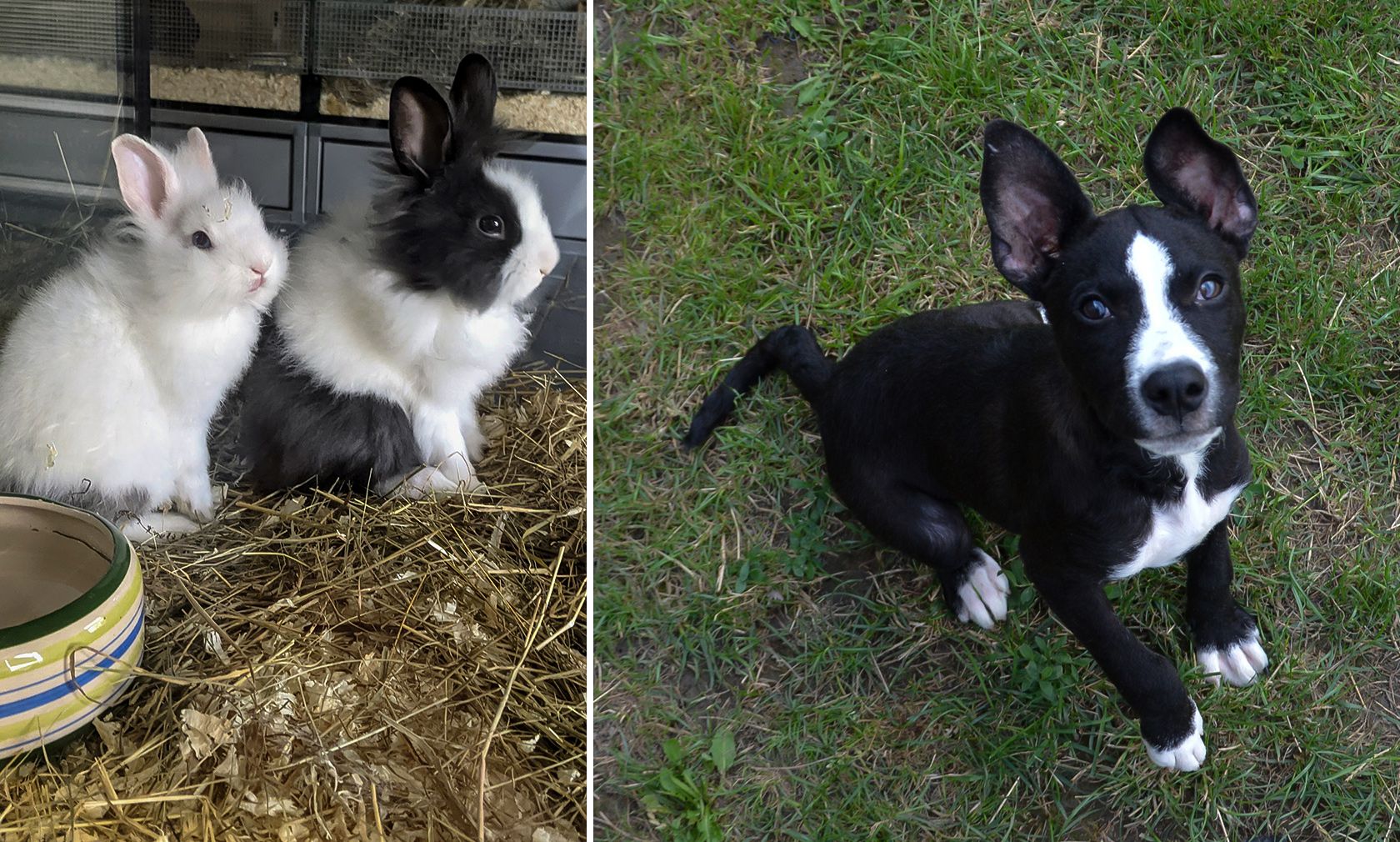 "Heute" hat beim Wiener TierQuarTier und beim Tierschutz Austria in Wien nachgefragt. 
