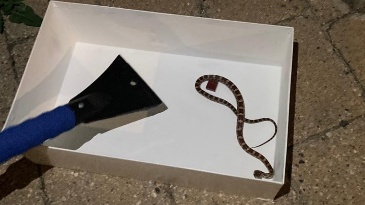 Bei der Schlange handelte es sich um eine Kornnatter.