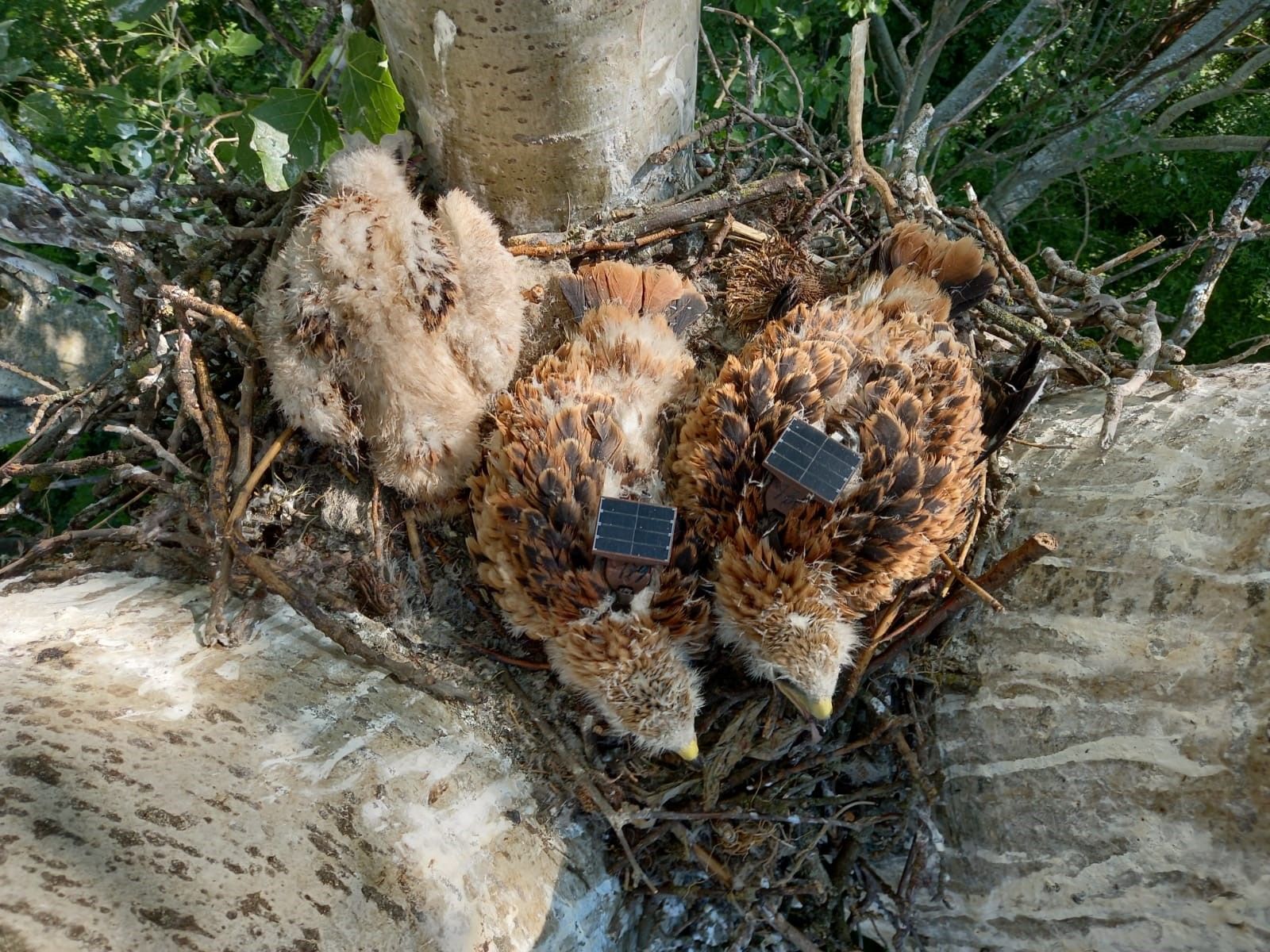 Rotmilane mit einem Sender