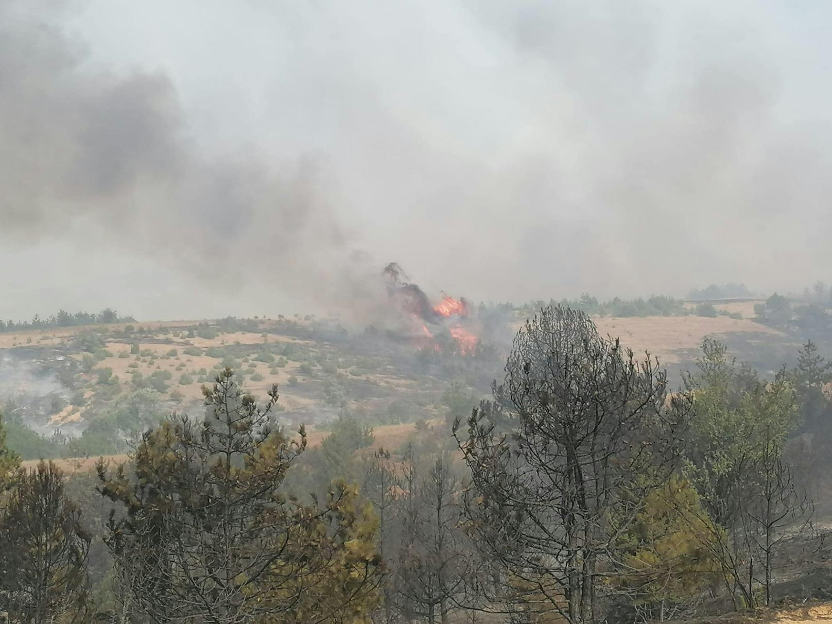 Brände in Mazedonien, Florianis kämpfen um jedes Haus