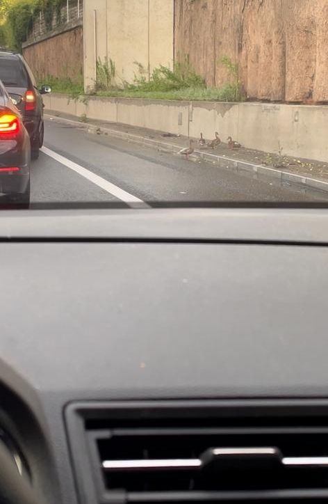 Die Enten konnten sicher über die Straße watscheln.