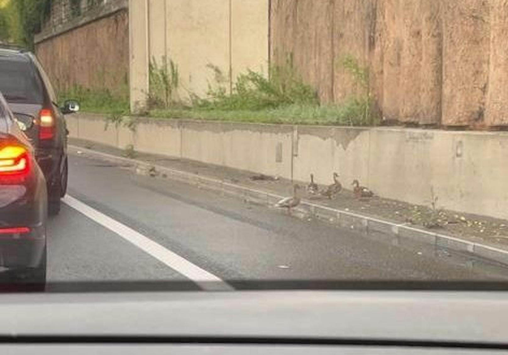 Die Enten konnten sicher über die Straße watscheln.