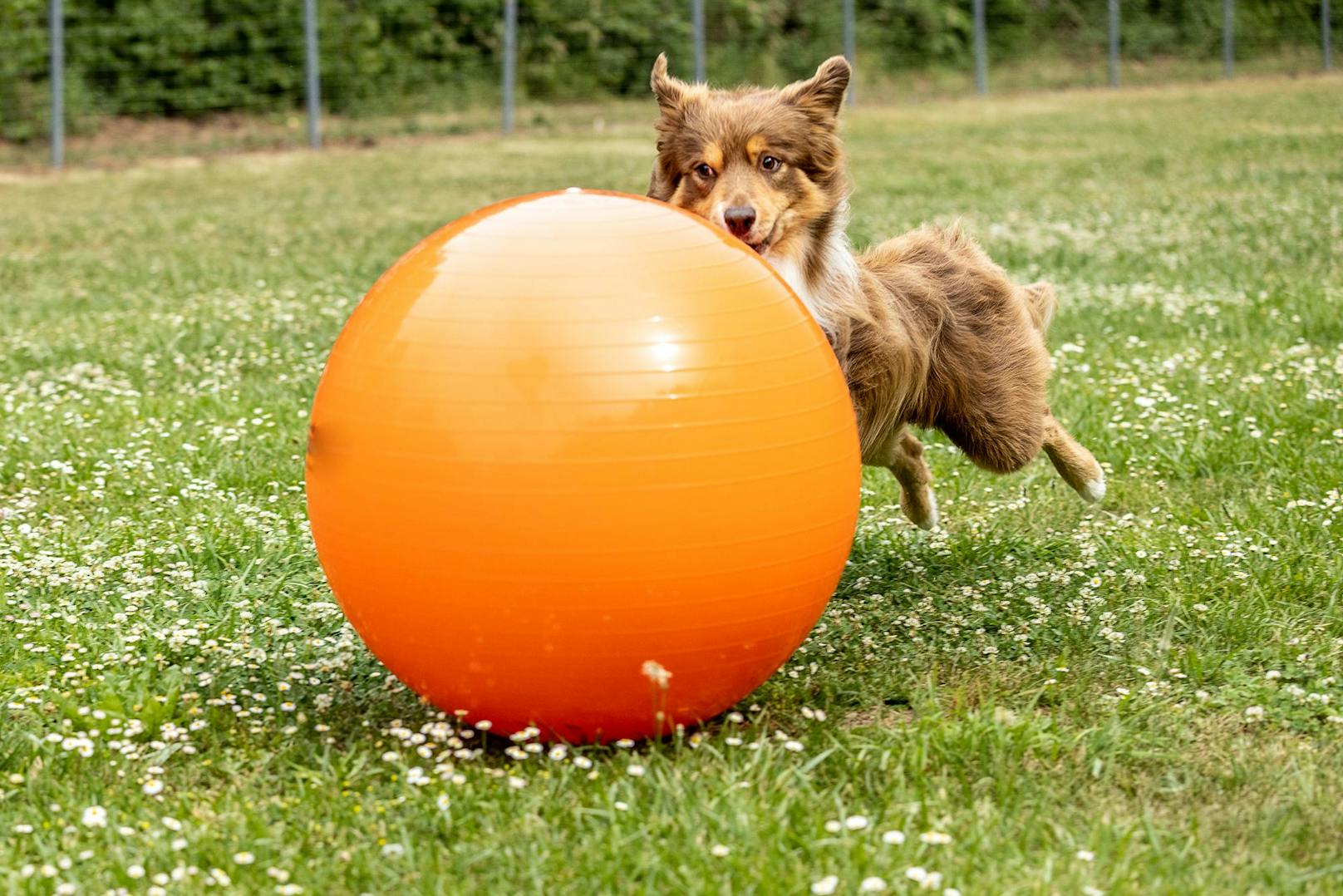 Erst auf Kommando darf der Hund den Ball in Tor "treiben". 