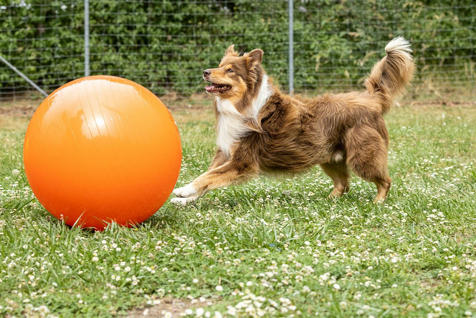 Der Hund muss hier zunächst lernen, seinen Impuls zu kontrollieren den Ball "widerrechtlich" zu bewegen. 