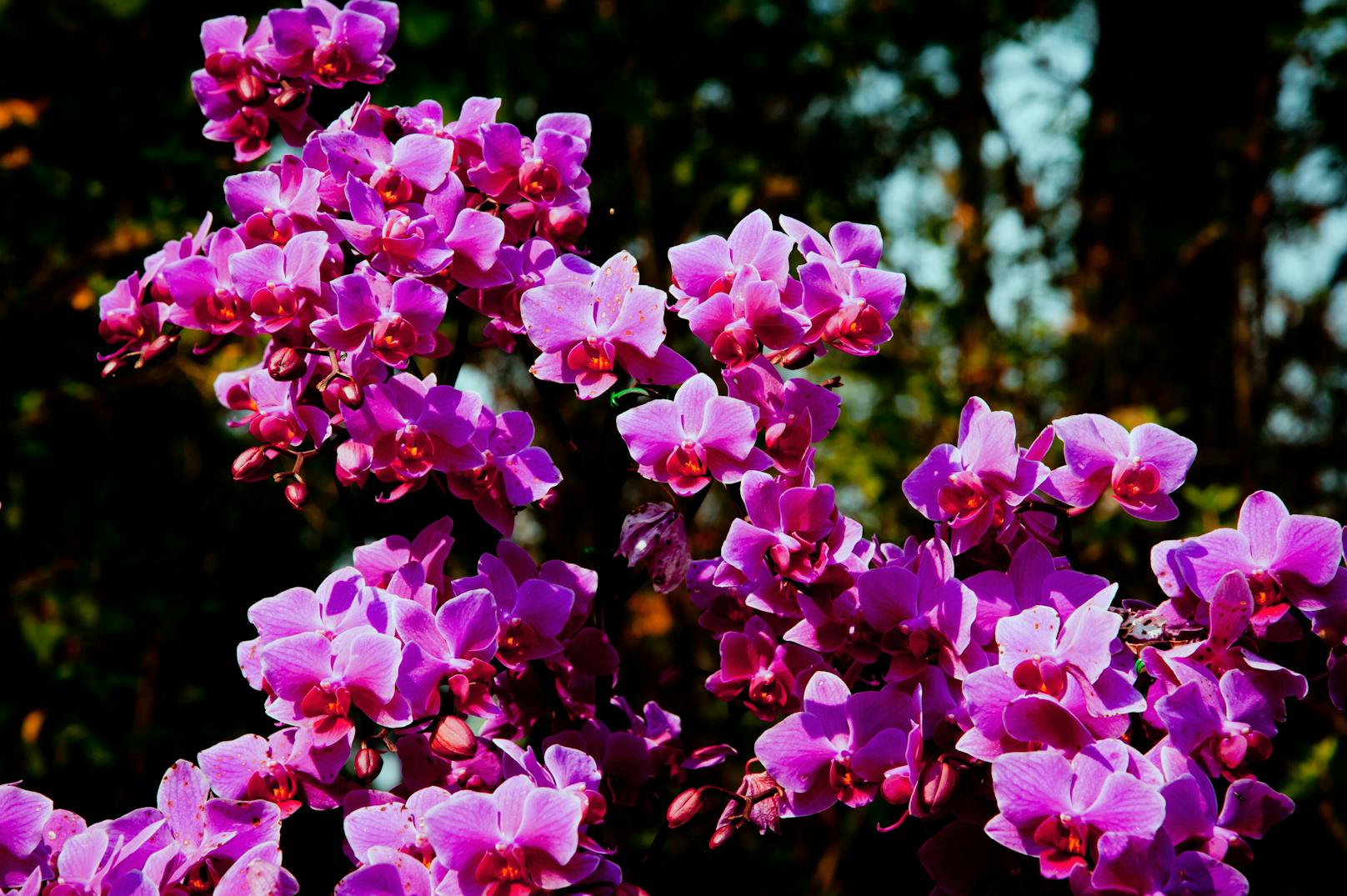 Aus Nicht-EU-Ländern gilt unter anderem ein Importverbot für&nbsp;Orchideenbäume (Bauhinia).