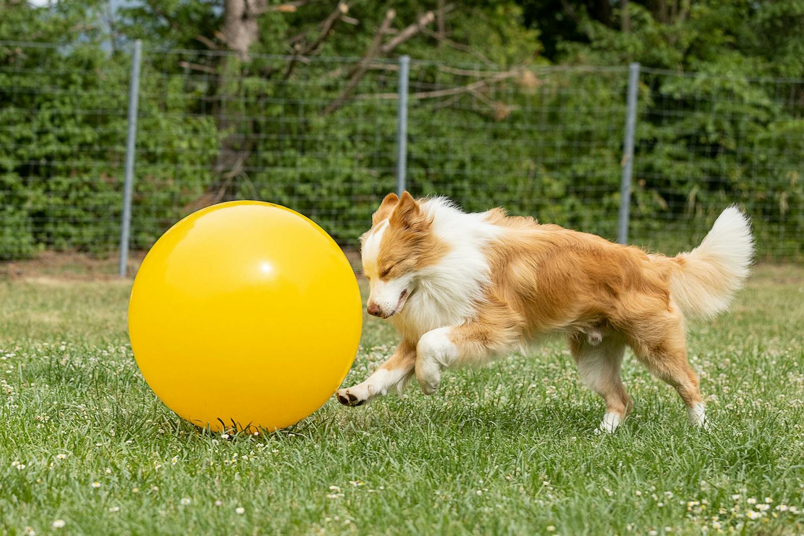 Schließlich muss der Hund ja den Ball auch lernen zu lenken. Gar nicht so einfach. 