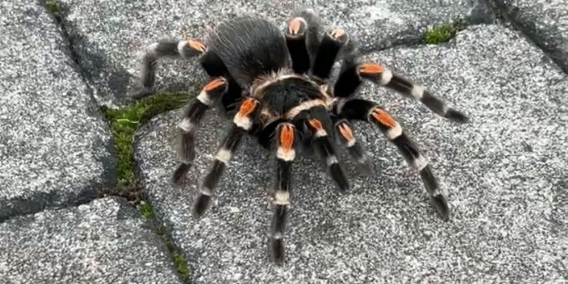 Die ausgebüxte Spinne.