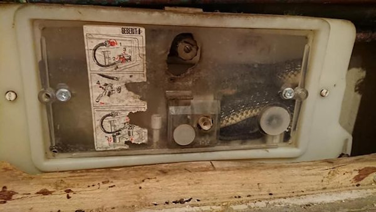 Heute.at - Schlangenalarm auf WC! Natter im Spülkasten versteckt