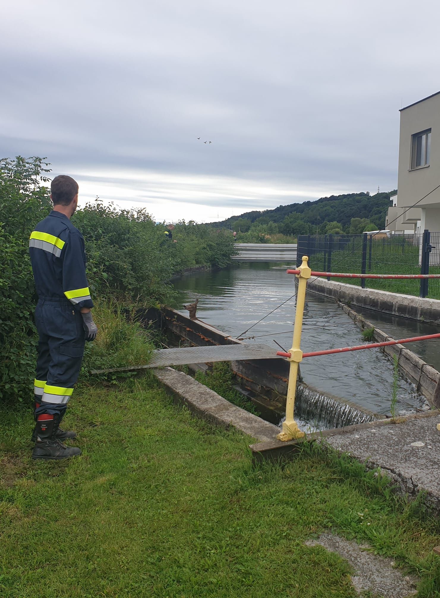 Der Rehbock noch im Wasser.