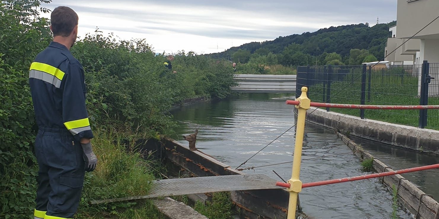 Der Rehbock noch im Wasser.