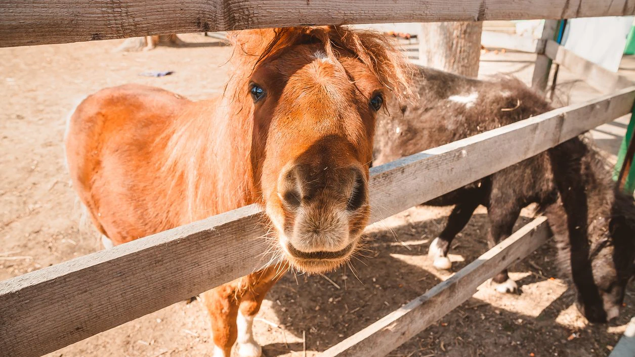 Ein Pony biss das Mädchen in die Wange.