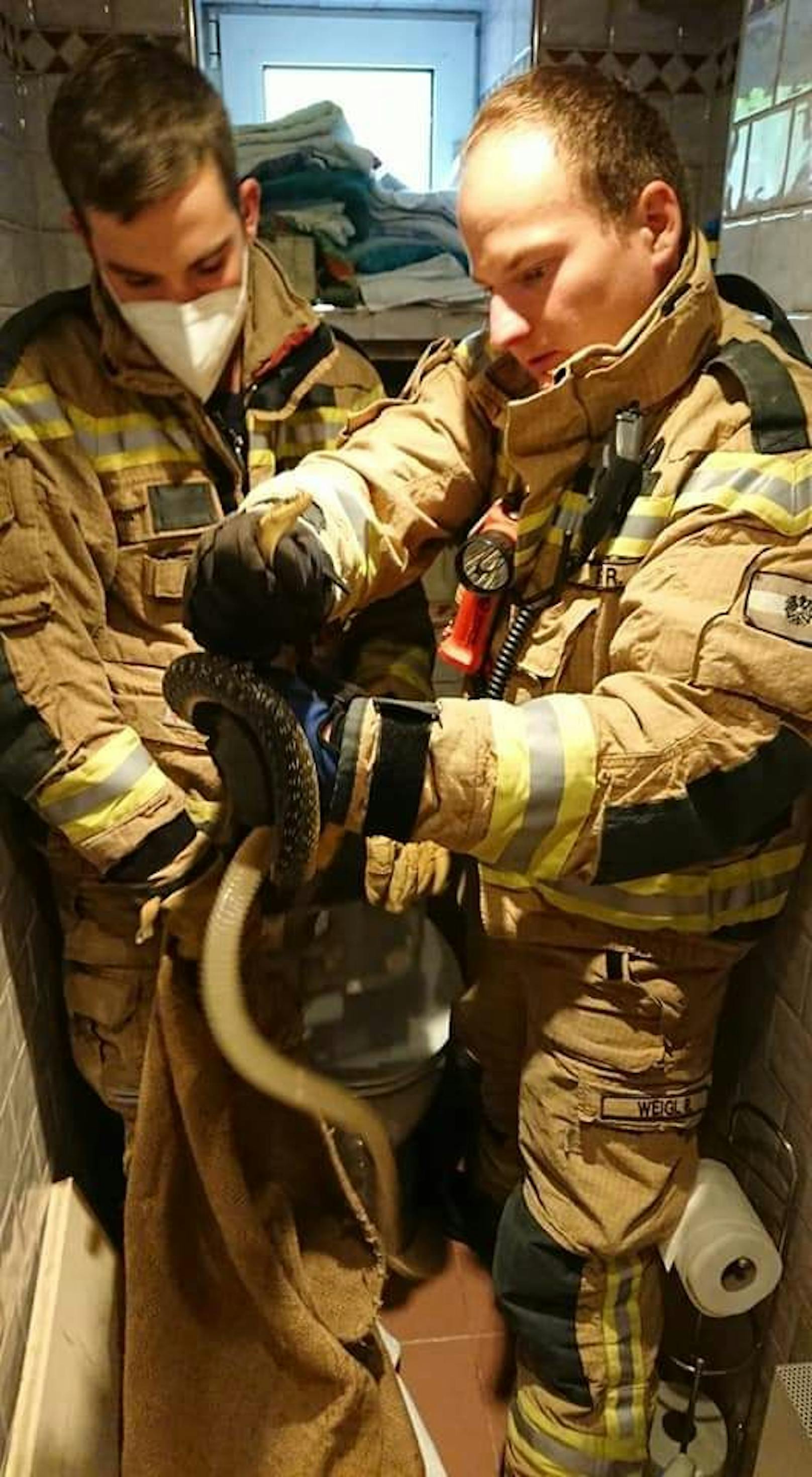 Schlange steckte in WC-Spülkasten: Die Feuerwehr half.