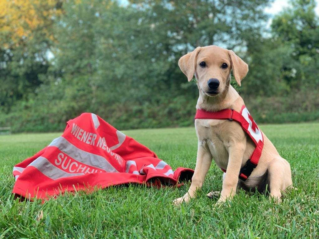 Zuwachs bei der Rotkreuz-Suchhundestaffel Wr. Neustadt: Der kleine "Coco" 