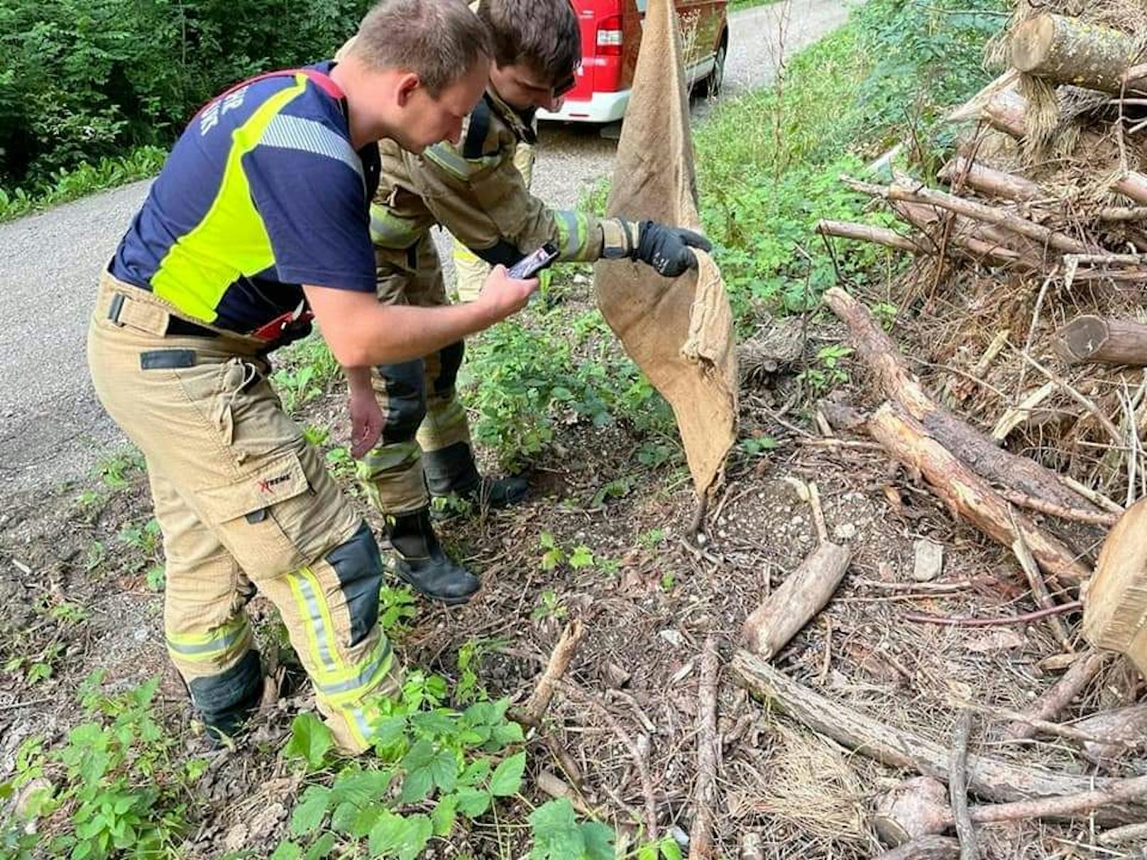 Feuerwehr fing die Schlange behutsam ein und ließ sie im Wald wieder frei.