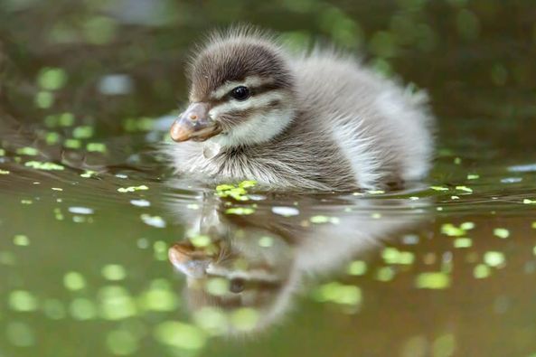Nachwuchs bei den Mähnengänsen