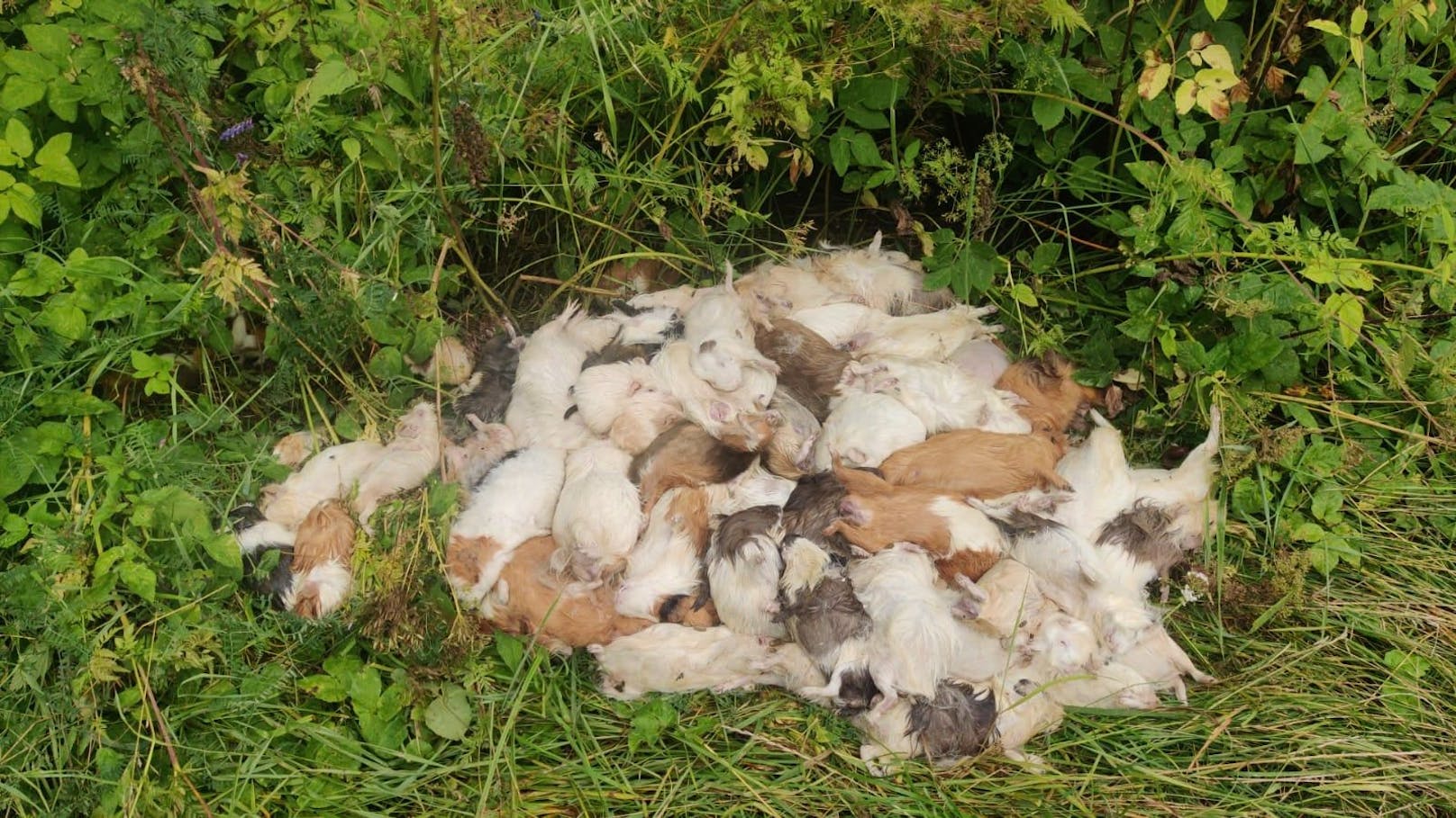 Mehr als 60 tote Meerschweinchen wurden auf einem Haufen im deutschen Hessen gefunden. 