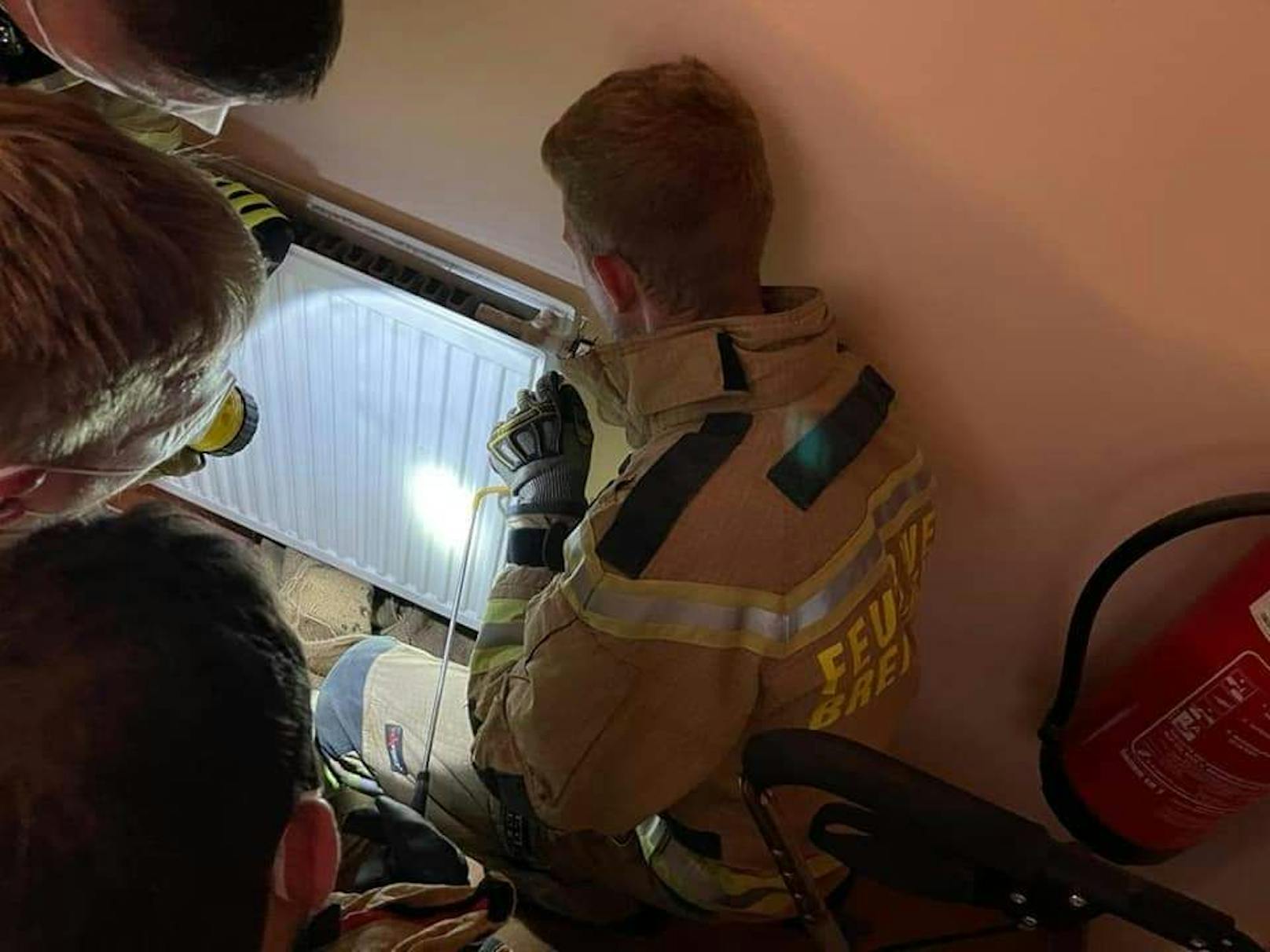 Feuerwehr fing die Schlange behutsam ein und ließ sie im Wald wieder frei.